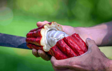Hawaii Cacao LLC20