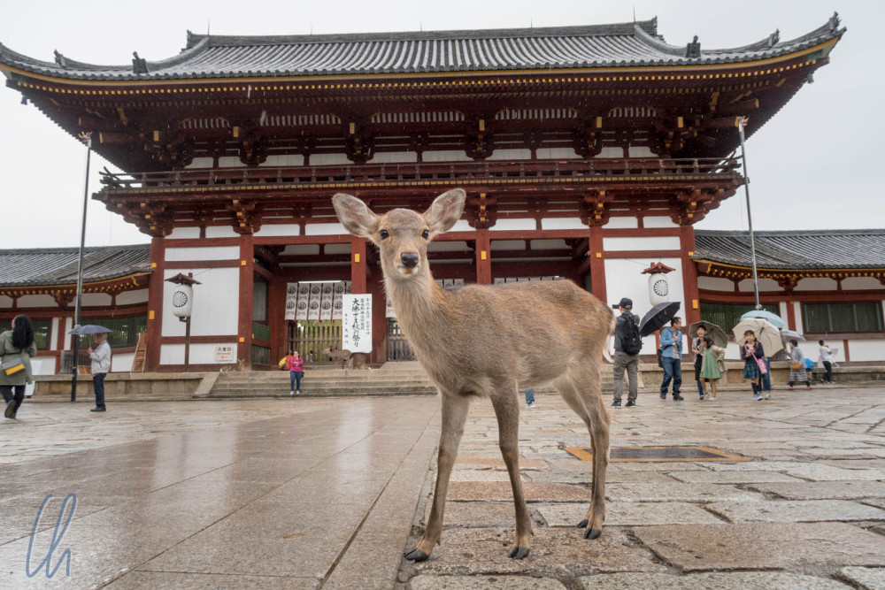 Discover Himeji, Kobe and Nara from Osaka