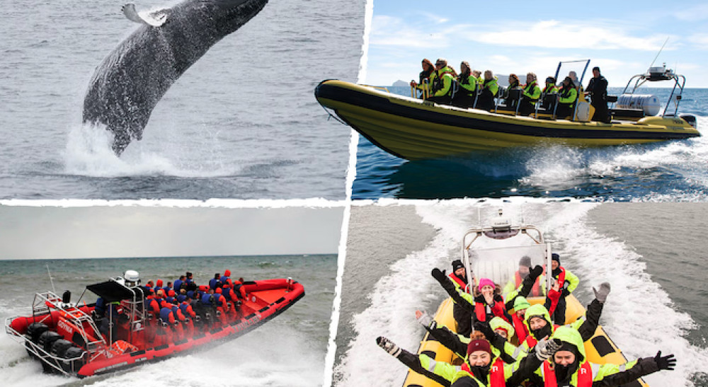 Reykjavik Whale Safari: Speedboat Adventure