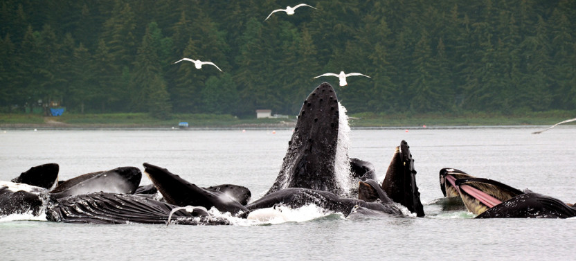 Whale Watching & Salmon Bake