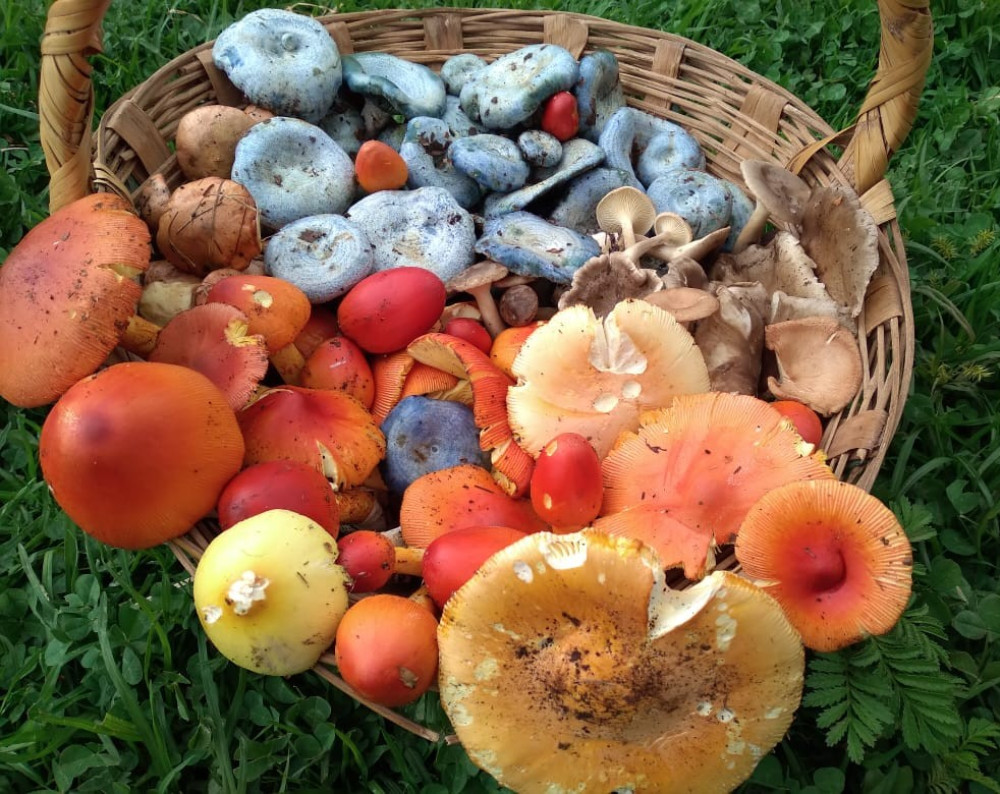 Mushroom Tour: Enjoy Food, Mushrooms and Beverages in Mexico