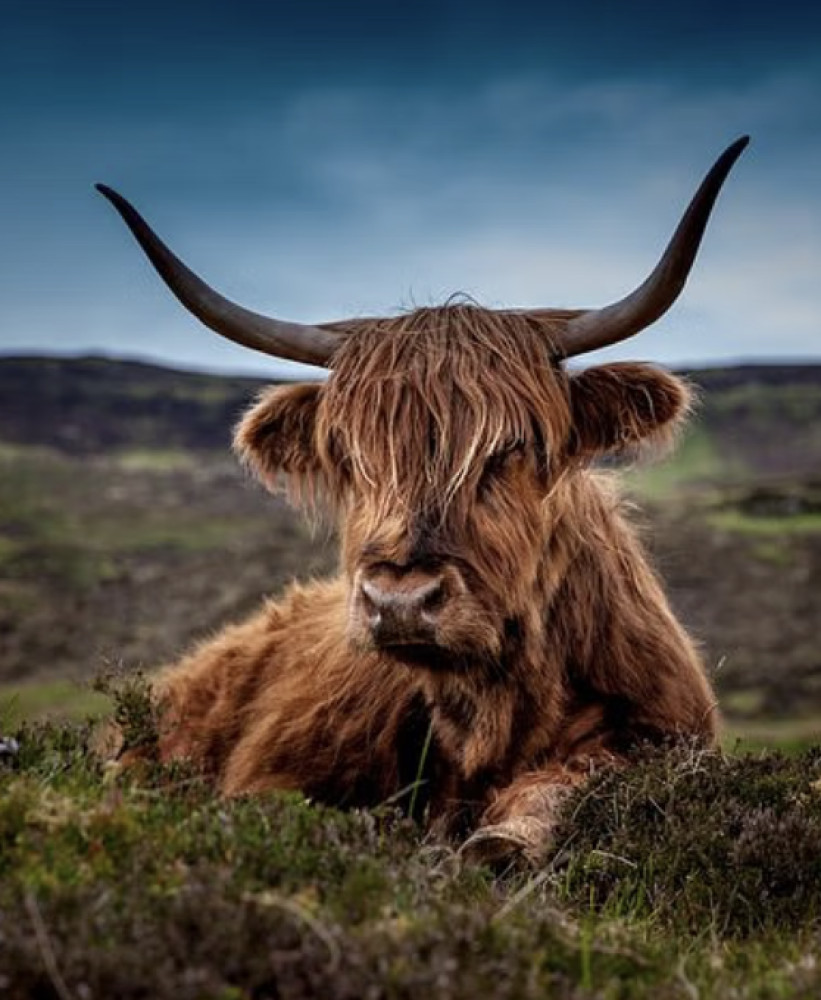 Aberdeenshire Castles, Cows, and Whisky Private Day Trip