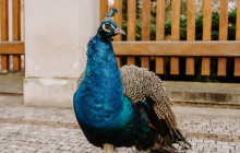Prague City Adventures16