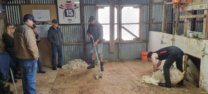 Sheep & Beef Working Farm Private Tour
