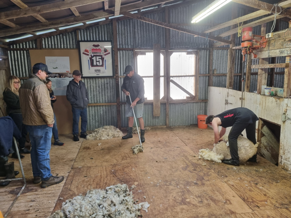 Sheep & Beef Working Farm Private Tour