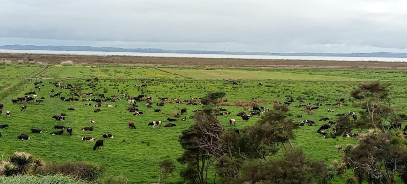 Sheep & Beef Working Farm Private Tour