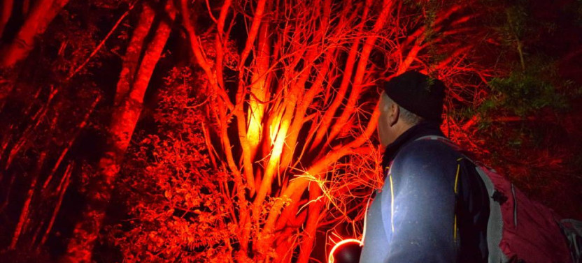 Twilight Kiwi Bird Encounter - Tawharanui Wildlife & Nature Private Tour