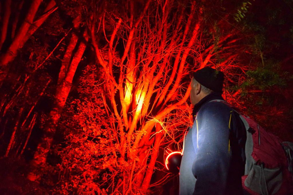 Auckland and Beyond Tours