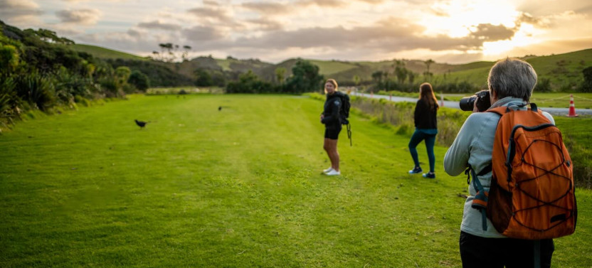 Twilight Kiwi Bird Encounter - Tawharanui Wildlife & Nature Private Tour