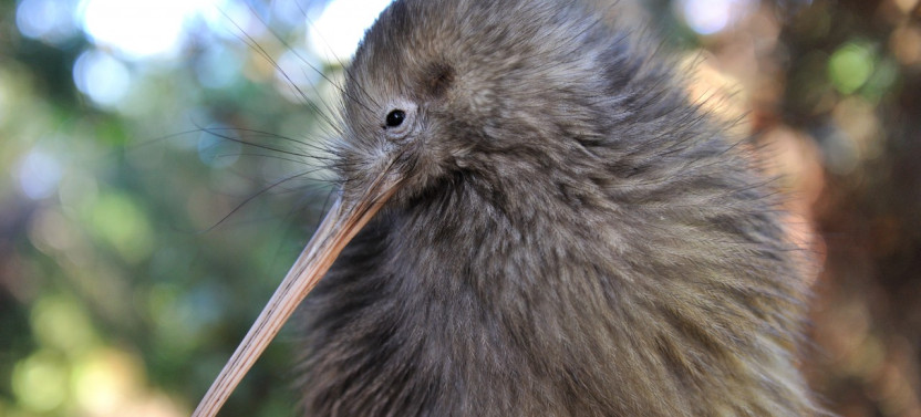 Twilight Kiwi Bird Encounter - Tawharanui Wildlife & Nature Private Tour