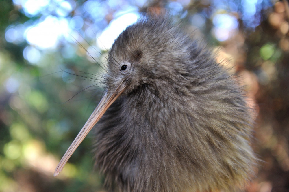 Twilight Kiwi Bird Encounter - Tawharanui Wildlife & Nature Private Tour