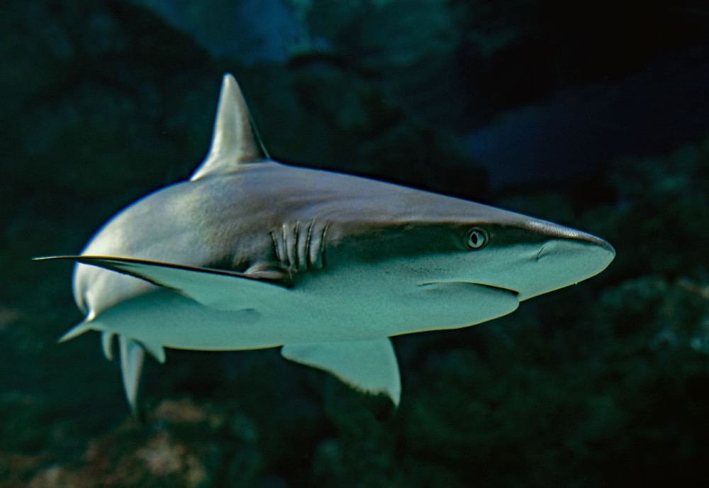 Cairns Aquarium and Reef Research Centre