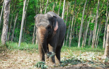 TripGuru - Thailand2