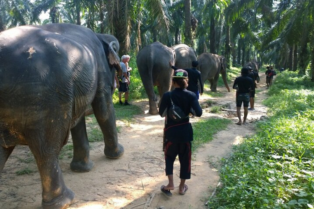 Krabi Elephant Sanctuary and Emerald Pool Adventure