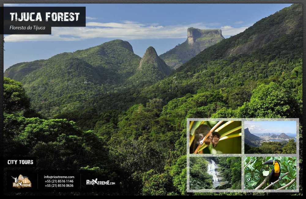 Tijuca National Park - Ecotour