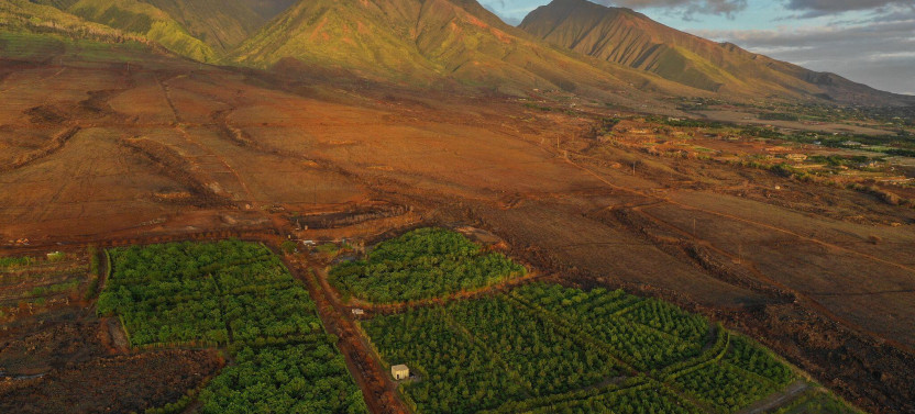 Small Group: Exclusive Guided Cacao Farm Tour