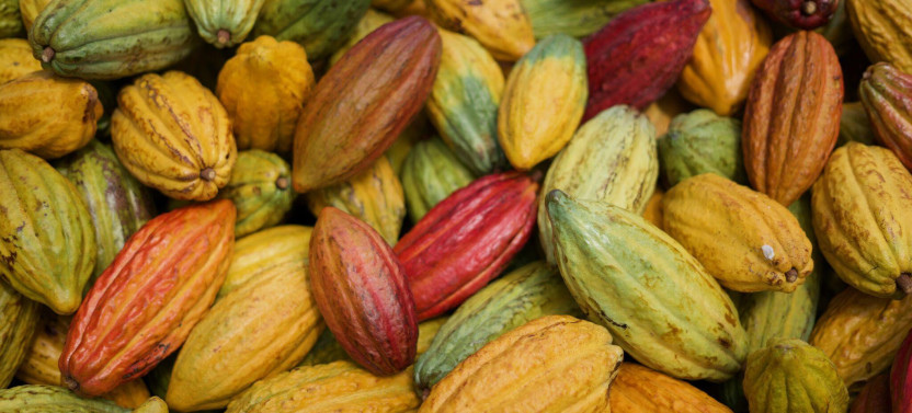 Small Group: Exclusive Guided Cacao Farm Tour