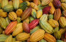 Maui Chocolate Tour2