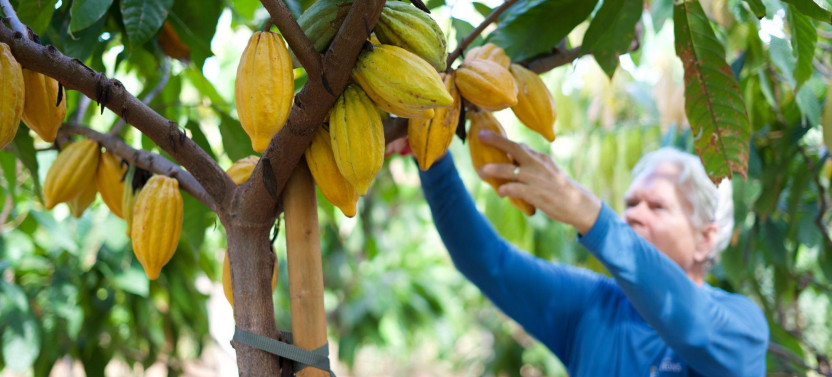 Small Group: Exclusive Guided Cacao Farm Tour