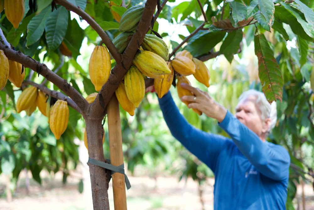 Small Group: Exclusive Guided Cacao Farm Tour