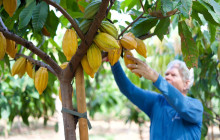 Maui Chocolate Tour1