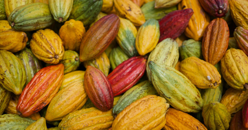 Small Group: Cacao Farm and Factory Experience