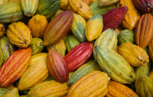 Maui Chocolate Tour1
