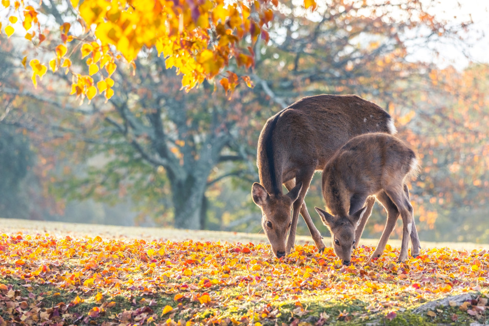Kyoto and Nara Tour: Great Buddha, Deer, and Temples w/ Lunch  (From Kyoto)