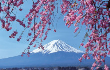 Tuyi Group Japan Co., Ltd.34