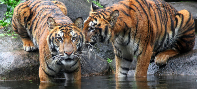 9 Day Golden Triangle Tour with Indian Wildlife