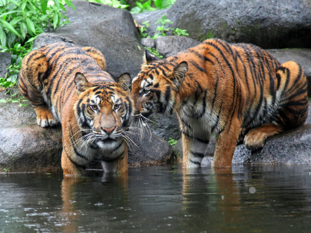 Private Tour: 9 Day Golden Triangle With Indian Wildlife