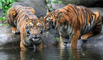 A picture of Private Tour: 9 Day Golden Triangle With Indian Wildlife