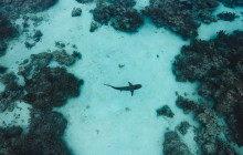 Simba Sea Trips Co. Ltd3