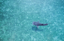 Simba Sea Trips Co. Ltd4