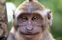 Simba Sea Trips Co. Ltd5