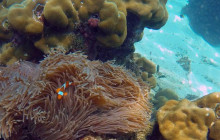 Simba Sea Trips Co. Ltd7