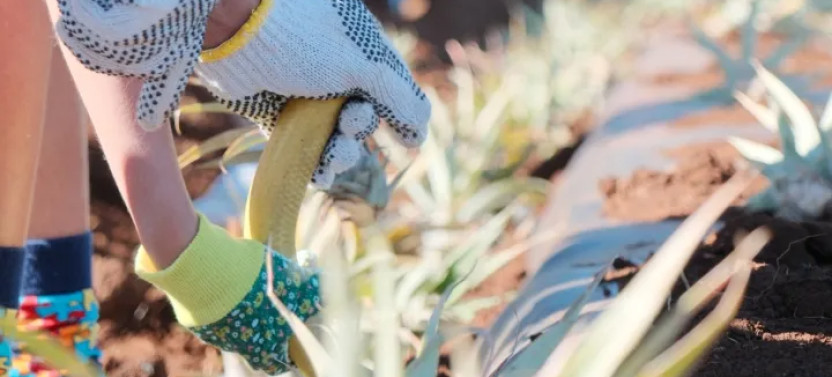 Maui Pineapple Tour: The Planting Experience