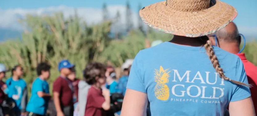 Maui Pineapple Tour: The Planting Experience