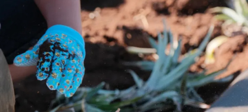 Maui Pineapple Tour: The Planting Experience