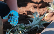Maui Pineapple Tour4