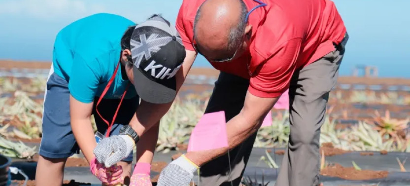 Maui Pineapple Tour: The Planting Experience