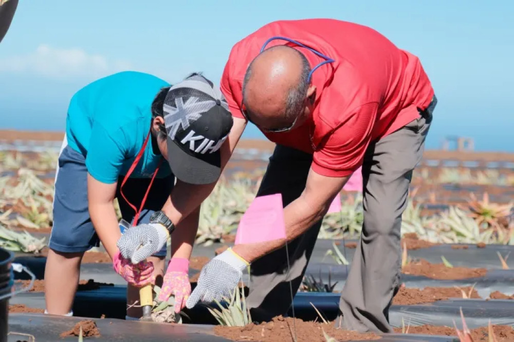 Maui Pineapple Tour: The Planting Experience