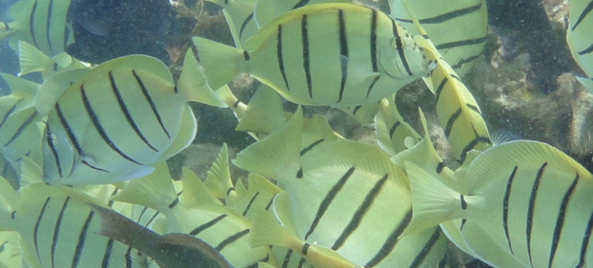 2 Hour Afternoon Adventure Snorkel
