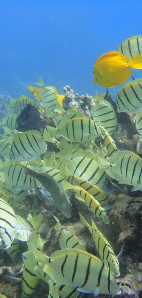 The Magic Merman Snorkel Charters