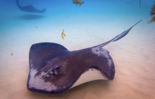 Acquarius Sea Tours30