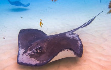 Acquarius Sea Tours12