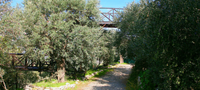 Shore Excursion: Olive Farm, Lefkara & Limassol