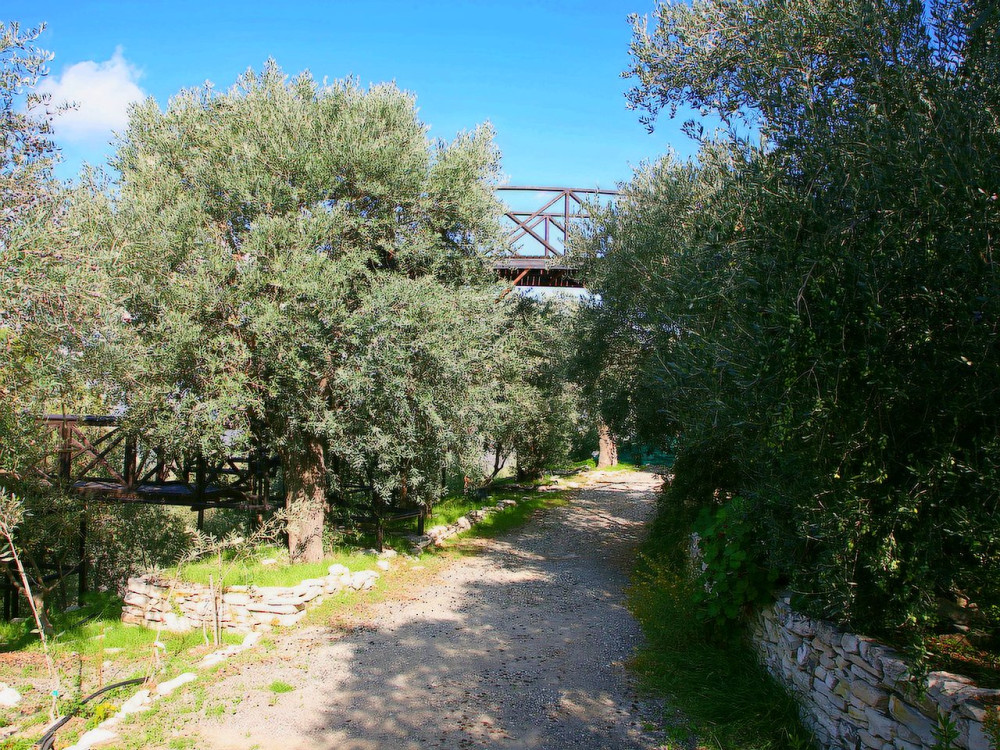 Shore Excursion: Olive Farm, Lefkara & Limassol