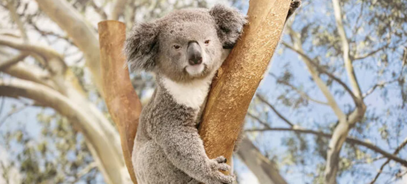All Inclusive Small Group Blue Mountains Tour