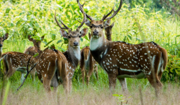 A picture of Private 3-Day Chitwan Safari Tour